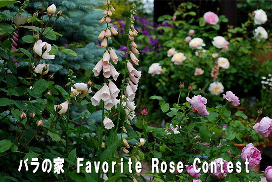 エントリーNO.RG073 rosebud grower さま (宮城県)