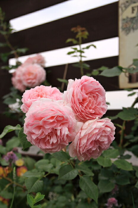 エントリーNO.RC058 sweet rose basket さま (愛知県)