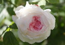 エントリーNO.RC176 Mom's Rose さま (神奈川県)