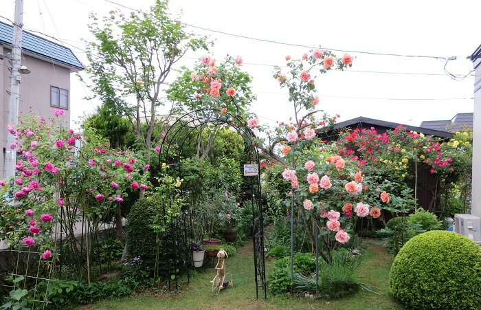 エントリーNO.RG025 北国のばら さま (青森県)