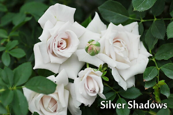 ◆即納 【バラ苗】 シルバーシャドウズ (HT淡紫) 国産苗 中苗 6号鉢植え品 ● 【四季咲...