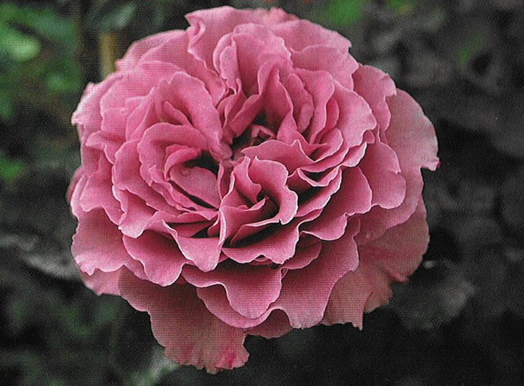 予約大苗 【バラ苗】 ゆめむらさき 【夢紫】 (FL紫色) 国産苗 大苗 6号鉢植え品 ★ 【...