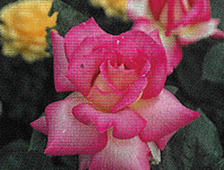 予約大苗 【バラ苗】 デリシャスムード (FL覆桃) 国産苗 大苗 6号鉢植え品 ★ 【四季咲...