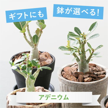 【選べる鉢】【観葉植物】アデニウム 鉢植えセット【植木鉢 おしゃれ 鉢 インテリア ミニ観葉 陶器鉢 ギフト】