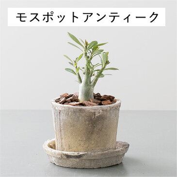 【選べる鉢】【観葉植物】アデニウム 鉢植えセット【植木鉢 おしゃれ 鉢 インテリア ミニ観葉 陶器鉢 ギフト】