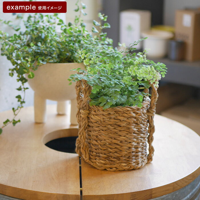 �ڿ���ȭ�ۥۥ�����Х����å� 12�ڿ���ȭ ������� ȭ���С� �����ǥ󻨲� ���襤�� ����ƥꥢ FARM4��