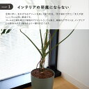【1本】ラーケル支柱 L ≪ 植木鉢 ガーデン雑貨 おしゃれ かわいい 植物支柱 小さめ 小さい 小さい鉢 植物用支柱 植物サポート 園芸支柱 植物用くい 誘引 支え 支柱立て 園芸 室内 ステンレス ガーデニング用品≫