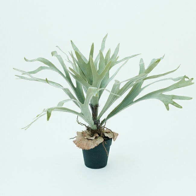 【造花】【フェイクグリーン】 ビカクシダ ポット 58【インテリア 観葉植物 人工植物 おしゃれ イミテーション 鉢付き】のサムネイル