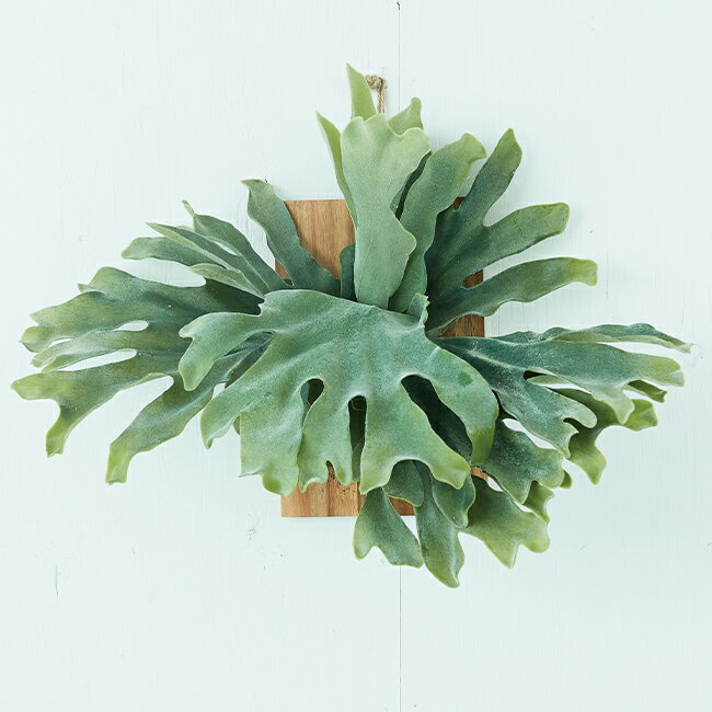 【造花】【フェイクグリーン】 ビカクシダ ウォールハンギング アカシア30 【インテリア 雑貨 アレンジメント 観葉植物 人工植物 おしゃれ 壁掛け コウモリラン FARM BROWN】