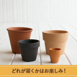 【単品注文不可】おしゃれで可愛いミニ素焼き鉢　≪植木鉢/陶器鉢/テラコッタ/素焼き鉢≫