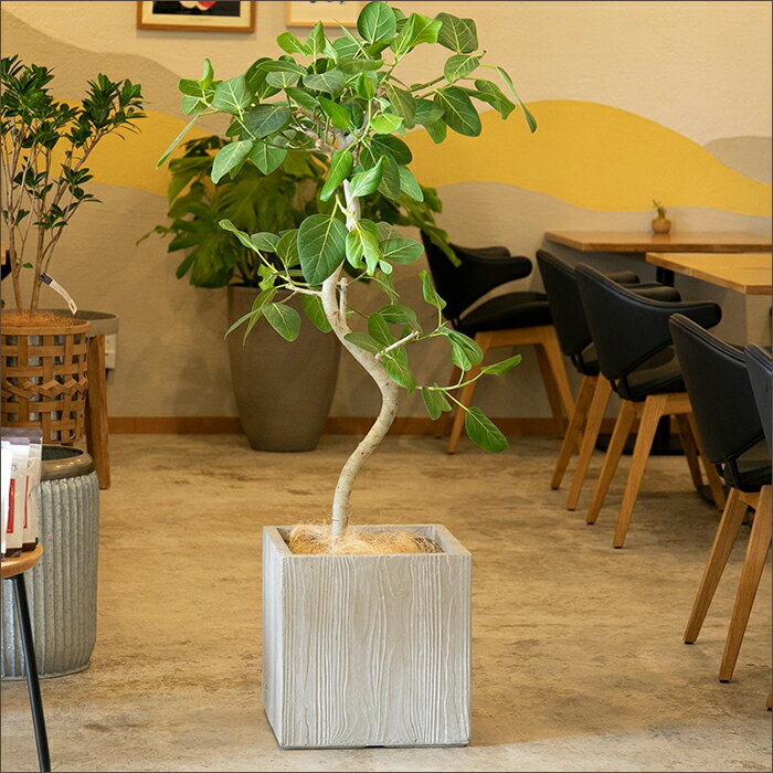 大大型テラコッタ鉢 素焼き 植木鉢 シンボルツリー 寄せ植え