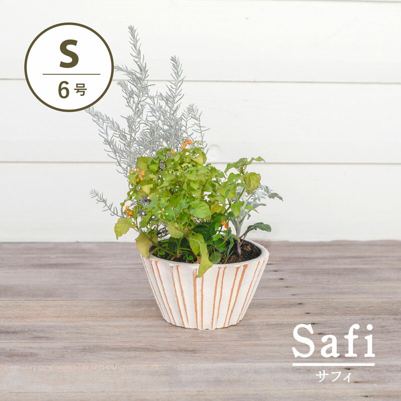 サフィ　34W　Sサイズ 6号鉢　≪植木鉢 陶器 白系テラコッタ 素焼き鉢≫