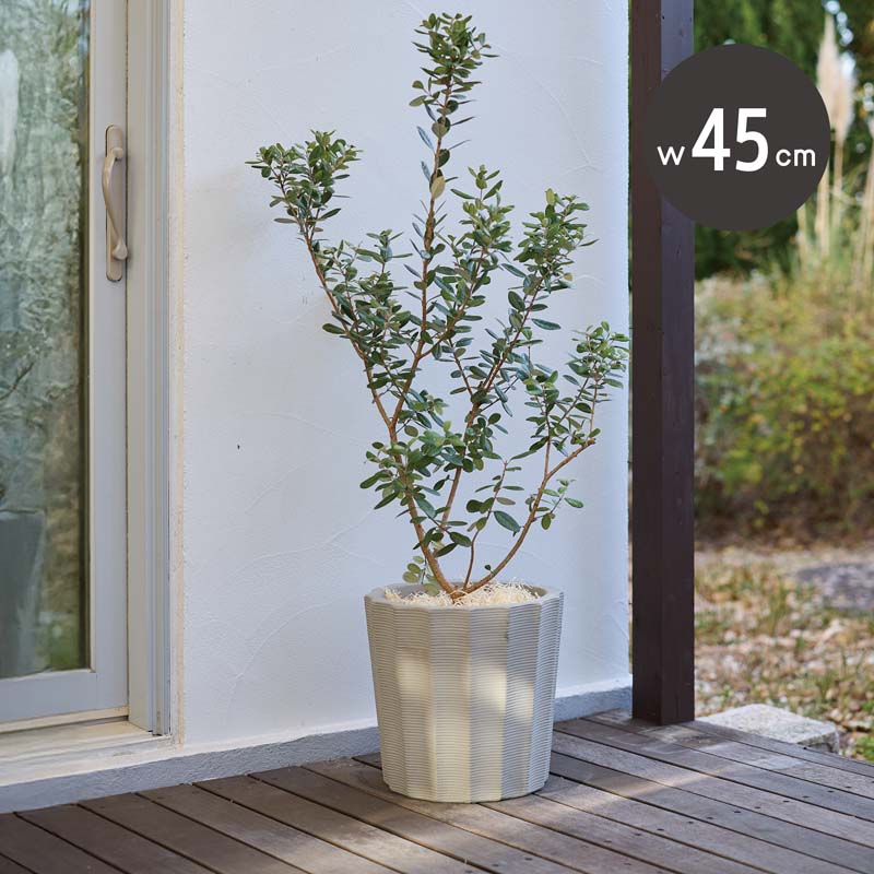 Rakuten - ベトラ　ガイウス　45　≪大型植木鉢 陶器・テラコッタより軽量なセメントプランター≫