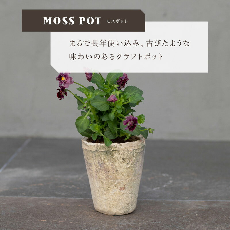 ホワイトモスポット 300W　3号　　≪植木鉢 おしゃれ ラフ 陶器 テラコッタ 素焼き鉢≫