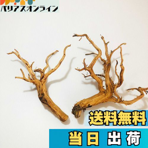【送料無料】Goldlife 流木 中 Mサイズ 2本セット スマトラウッド インドネシア産 枝流木 アクアリウム テラリウム 水草水槽レイアウト 生け花 スケ...
