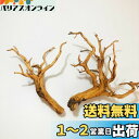 Goldlife 流木 中 Mサイズ 2本セット スマトラウッド インドネシア産 枝流木 アクアリウム テラリウム 水草水槽レイアウト 生け花 スケープウッドの...
