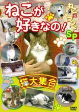 【バーゲンセール】【中古】DVD▼ねこ 猫 ざ ランドSP ねこが好きなの! 猫大集合 レンタル落ち