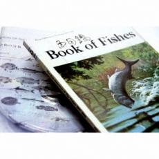 楽天市場】サカナクション 魚図鑑 初回生産限定盤の通販