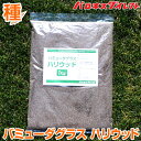 緑化用 草本 サザンカ 果皮付 日本産 種 1kg 種のみの販売 侵食防止 緑化 法面 種子 紅大 共B 代引不可 個人宅配送不可