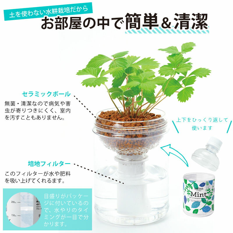 バジルの育て方 冬も越せる室内でもできる栽培の仕方とは 暮らし の