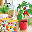 種から育てるパプリカ 栽培セット 選べる2種類 赤パプリカ 黄パプリカ ギフト