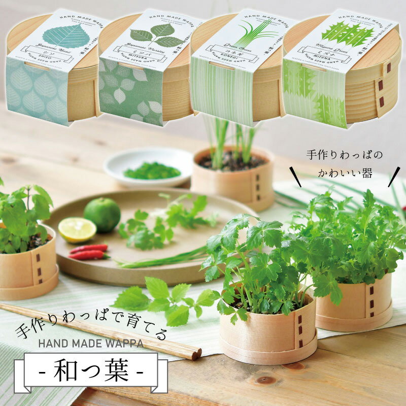WAPPA 和っ葉栽培セット 選べる4種類 シソ 三つ葉 小ネギ 水菜 家庭菜園 栽培キット ギフトのサムネイル