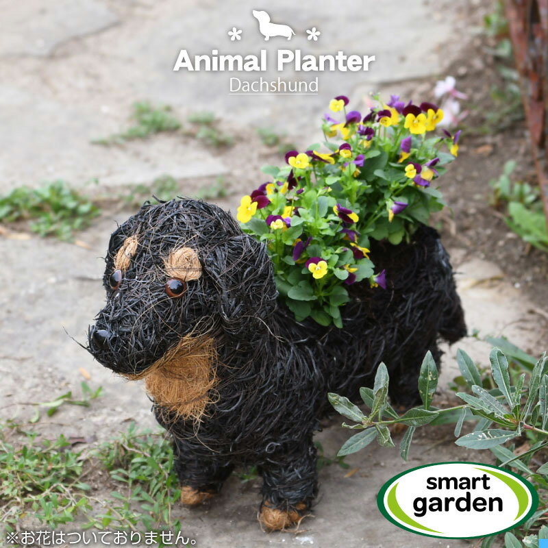 英国 Smart Garden ガーデンアニマルプランター ダックスフンド ダックスフント 犬 鉢植え ガーデニング ギフト