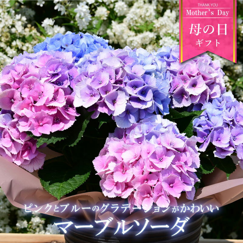 【数量限定】紫陽花 あじさい マーブルソーダ 5号鉢 鉢植え ギフト 母の日プレゼント用ラッピング付 2023年 ブルー ピンク 紫 てまり咲きのサムネイル
