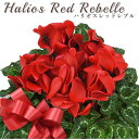 【数量限定】シクラメン 5号 鉢植え ハリオスレッドレブル 赤色 選べるポットカバー ラッピング無料 鉢カバー ギフト 2025年