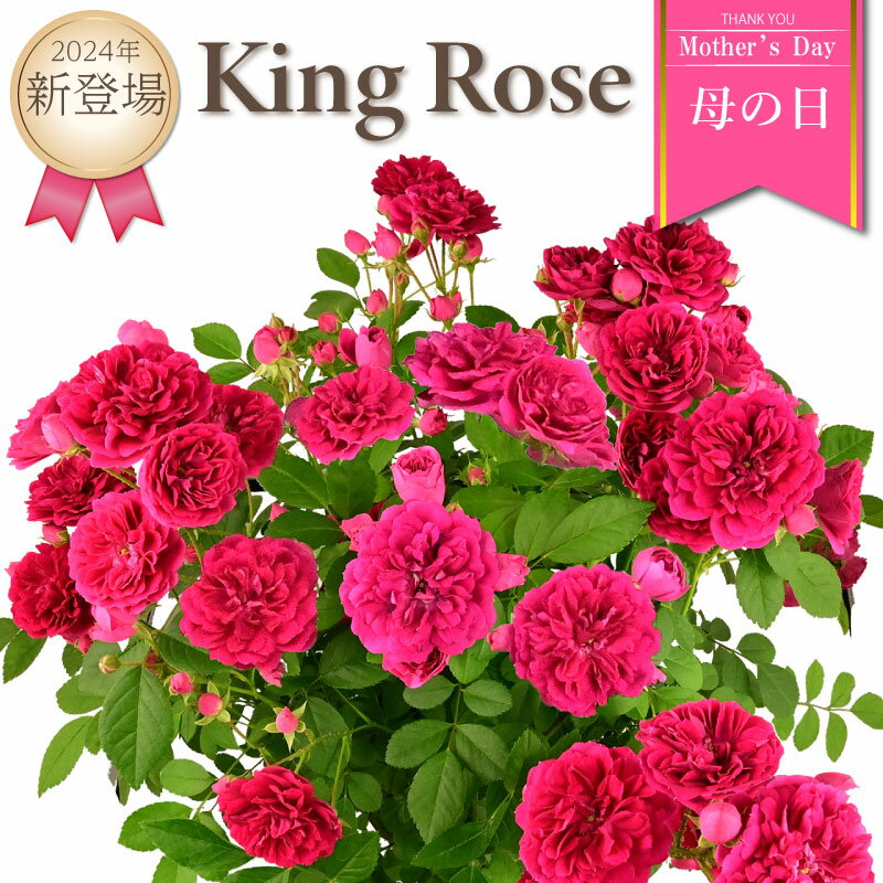 母の日 薔薇 キングローズ 6号鉢 プレゼント 2024年 ローズ バラ鉢植え つるバラ つる薔薇 花鉢トゲが少ない 花 バラ 鉢植え ギフトのサムネイル