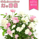 母の日 花 バラ 鉢植え ギフト 2色植え 幻の薔薇 ピンク＆サマースノー 6号鉢 プレゼント 2024年 ローズ バラ鉢植え ハルガスミ つる薔薇 花鉢