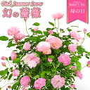 母の日 早割 花 バラ 鉢植え ギフト 1色植え 幻の薔薇 ピンクサマースノー 6号鉢 プレゼント 2024年 ローズ バラ鉢植え ハルガスミ つる薔薇 花鉢