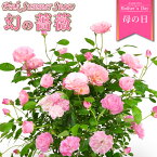 母の日 花 バラ 鉢植え ギフト 1色植え 幻の薔薇 ピンクサマースノー 6号鉢 プレゼント 2024年 ローズ バラ鉢植え ハルガスミ つる薔薇 花鉢