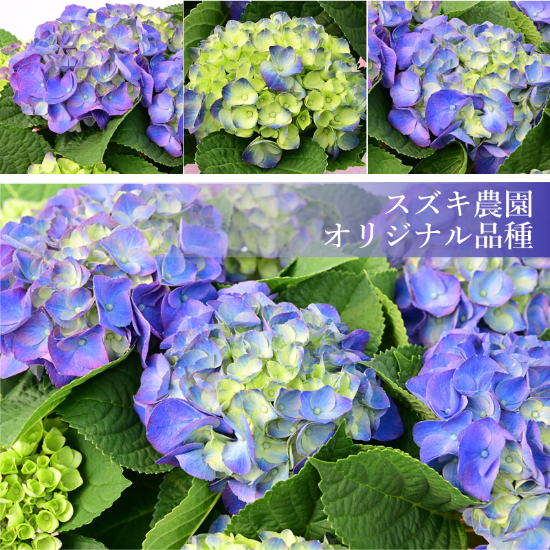 �ڿ��̸���ۻ��۲� �������� �����ˡ������� �� 4.5��ȭ ȭ���� ���ե� ������ץ쥼����ѥ�åԥ��� 2026ǯ �Ƥޤ�餭 �֥롼 ��������