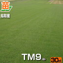 【30平米 TM9】鳥取産 TM9 ティーエムナイン 登録品種 30平米 9坪分 張り芝用 プレミアム苗 芝生 暖地型 省管理型高麗芝 天然芝【産地直送】