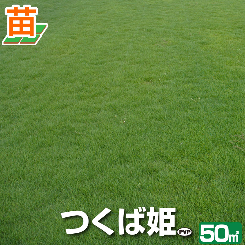 Rakuten - 【50平米 つくば姫】つくば産 つくば姫 姫高麗芝 登録品種 50平米 15坪分 張り芝用 芝生 暖地型 天然芝 園芸【産地直送】