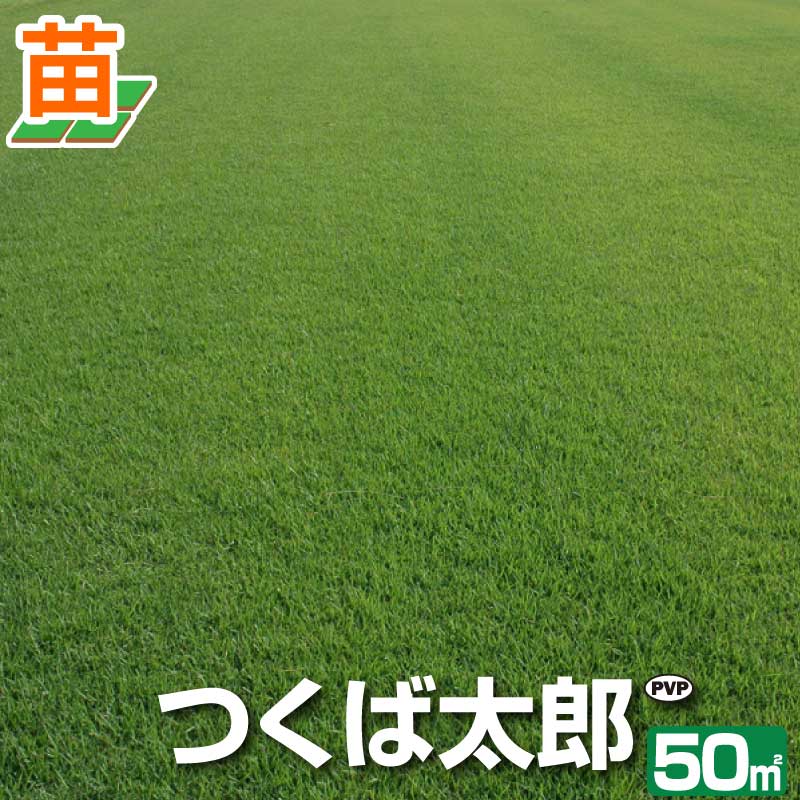 【50平米 つくば太郎】つくば産 つくば太郎 野芝 登録品種 50平米 15坪分 芝生 暖地型 天然芝 園芸【産地直送】