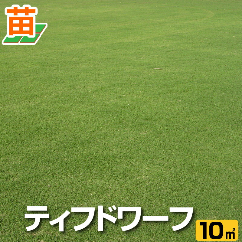【産地直送】宮崎産 ティフドワーフ 張り芝用 10平米 3坪分 芝生 暖地型 天然芝 園芸