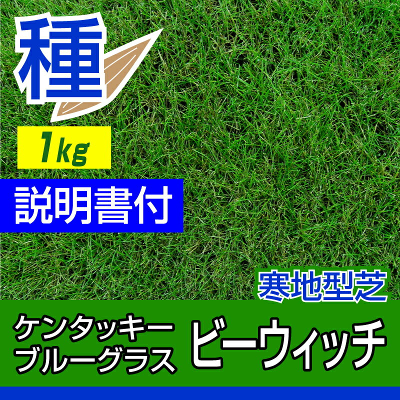 ケンタッキーブルーグラス ビーウィッチ 1kg お庭の広さ12〜15坪用 バロネス寒地型 芝生の種 多年草 発芽適温摂氏15〜25度程度です。/あす楽対応/共栄社/