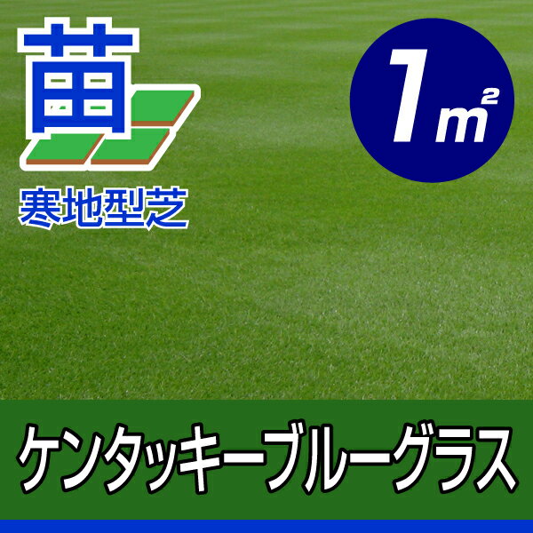 /代引不可/ケンタッキーブルーグラス(張り芝用) プレミアム苗 1平米(約0.3坪分) 園芸 送料無料 寒地型芝 芝生の苗