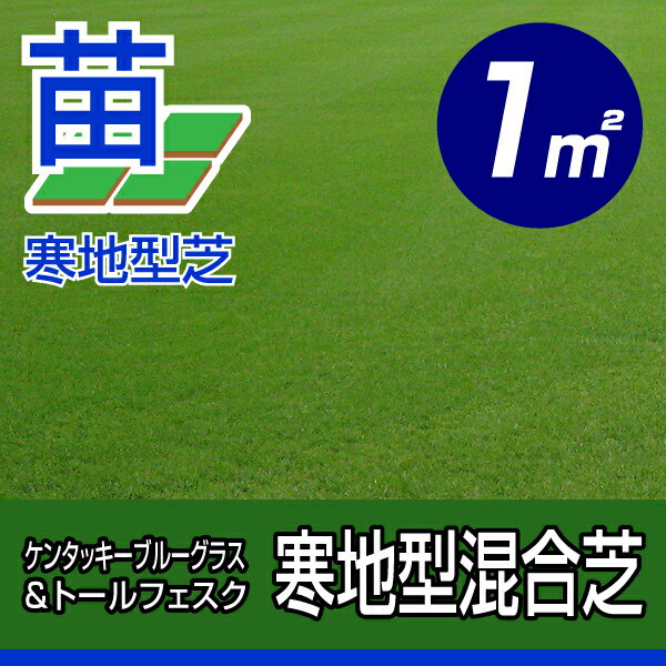 /代引不可/寒地型混合芝 ケンタッキーブルーグラス＆トールフェスク(張り芝用) プレミアム苗 1平米(約0.3坪分) 園芸 送料無料 寒地型芝 芝生の苗