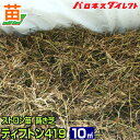 産地直送 ティフトン419 蒔き芝用 約10平米 3坪 分 芝生 暖地型 園芸