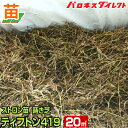 産地直送 ティフトン419 蒔き芝用 約20平米 6坪 分 芝生 暖地型 園芸