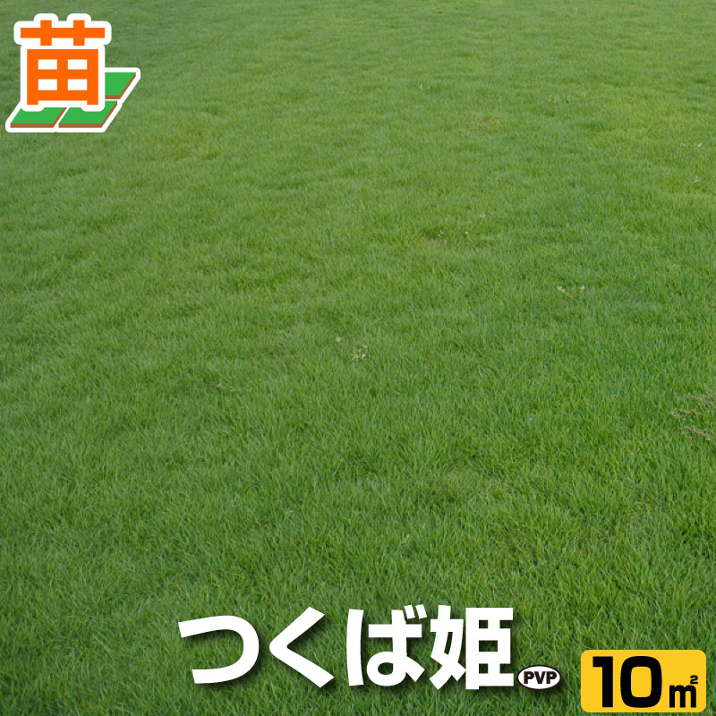 【産地直送】つくば産 つくば姫 姫高麗芝 登録品種 10平米 3坪分 張り芝用 芝生 暖地型 天然芝 園芸 その1