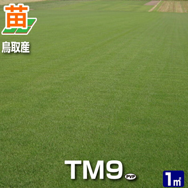 【産地直送・置き配不可】鳥取産 TM9 ティーエムナイン 登録品種 1平米 0.3坪分 張り芝用 プレミアム苗 芝生 暖地型 省管理型高麗芝 天然芝