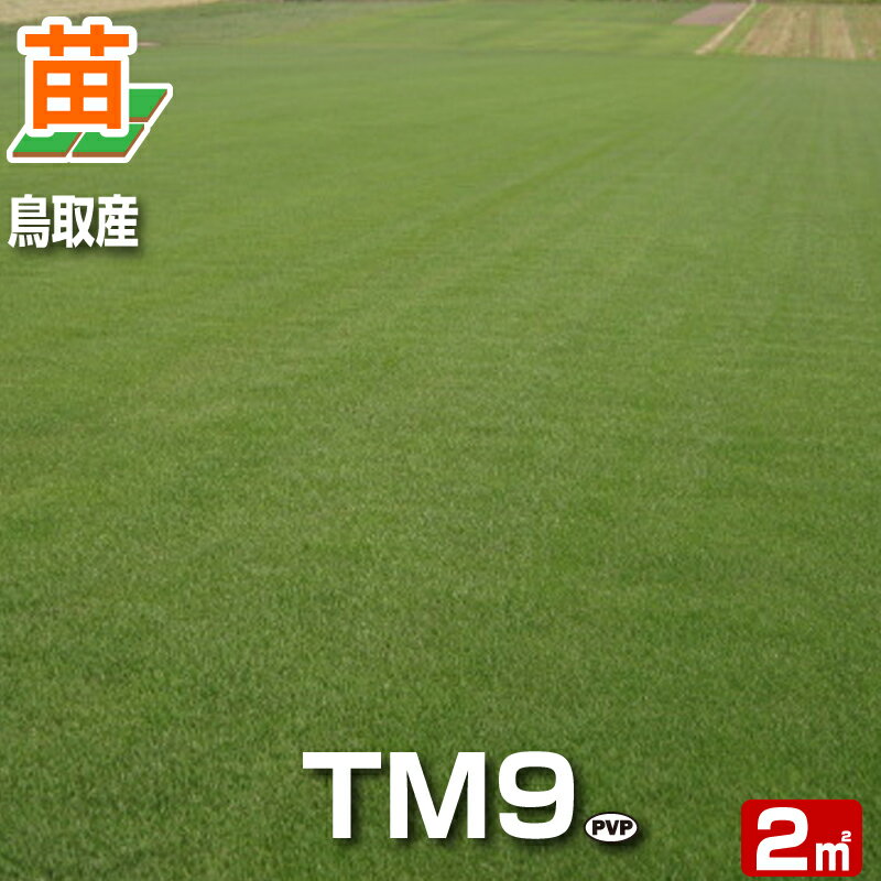 【産地直送・置き配不可】鳥取産 TM9 ティーエムナイン 登録品種 2平米 0.6坪分 張り芝用 プレミアム苗 芝生 暖地型 省管理型高麗芝 天然芝