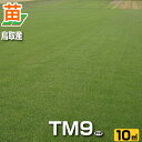 鳥取産 TM9 ティーエムナイン 登録品種 10平米 3坪分 張り芝用 プレミアム苗 芝生 暖地型 省管理型高麗芝 天然芝
