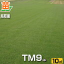 【産地直送 置き配不可】鳥取産 TM9 ティーエムナイン 登録品種 10平米 3坪分 張り芝用 プレミアム苗 芝生 暖地型 省管理型高麗芝 天然芝