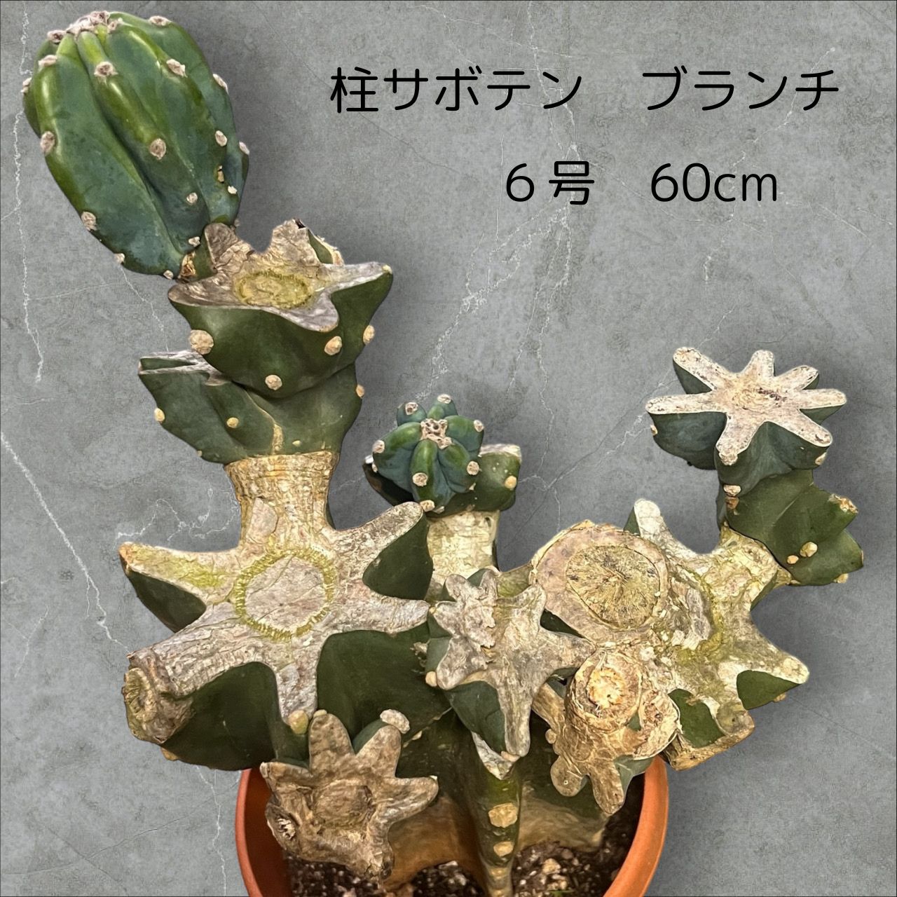 楽天市場】柱 サボテン ブランチの通販 楽天市場】柱 サボテン ブランチの通販