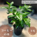 【楽天スーパーセールポイント最大46.5倍】 コーヒーの木 観葉植物